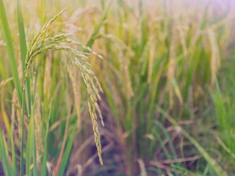 punjab agri feature image