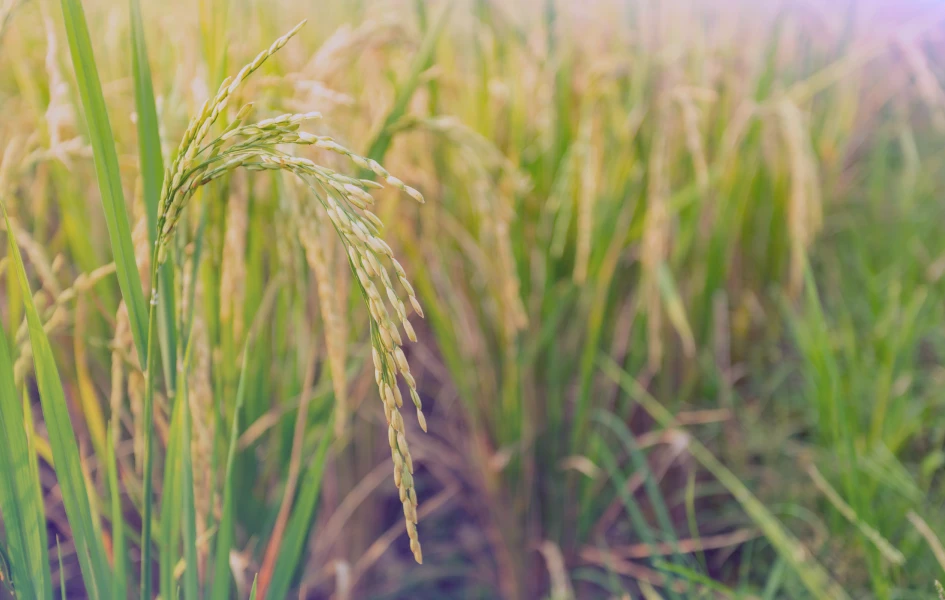 punjab agri feature image