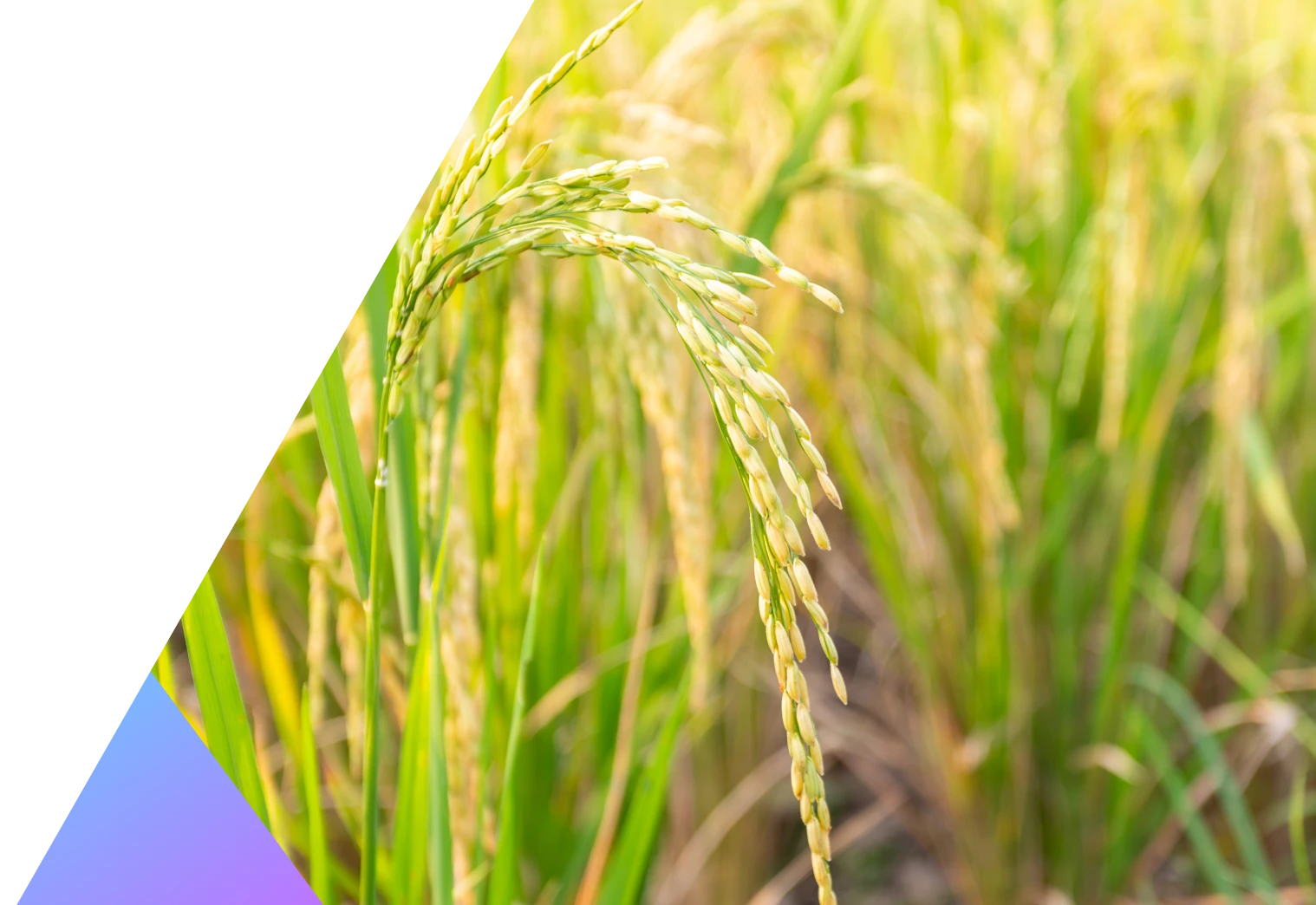 punjab agri hero banner